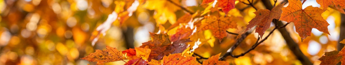 Fall Collection 🍂